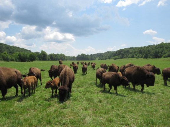 Elk and Bison Prarie