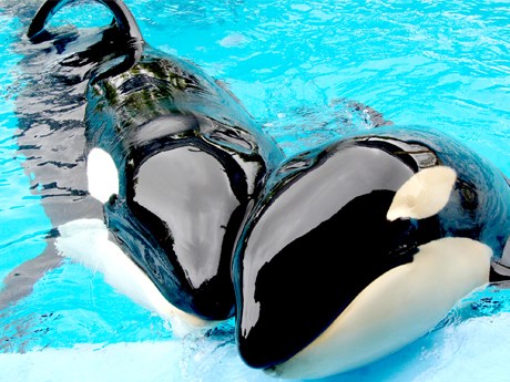 Sea World San Antonio