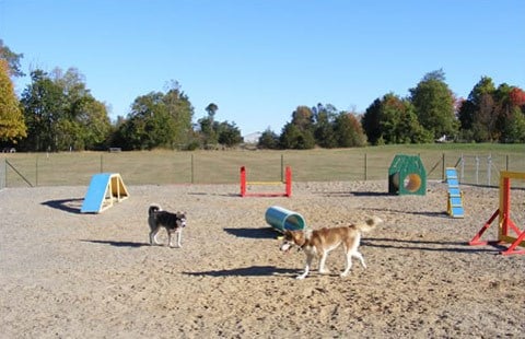Dogs enjoying time off leash