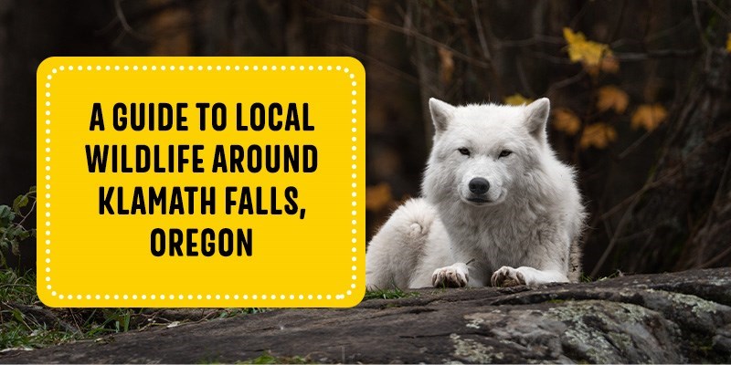 A Guide to Local Wildlife Around Klamath Falls, Oregon