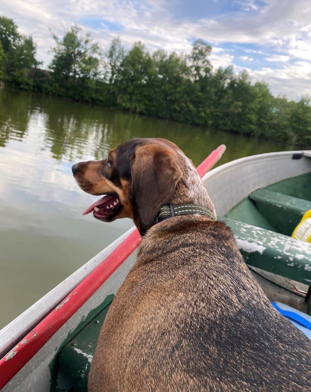 Camping With Pets at Lake Milton KOA.