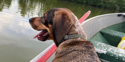 Camping With Pets at Lake Milton KOA.