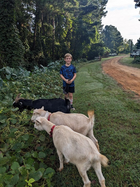 Goat walk