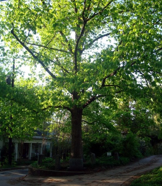 Tree That Owns Itself