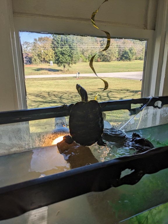 Tippy, our yellow-bellied slider turtle