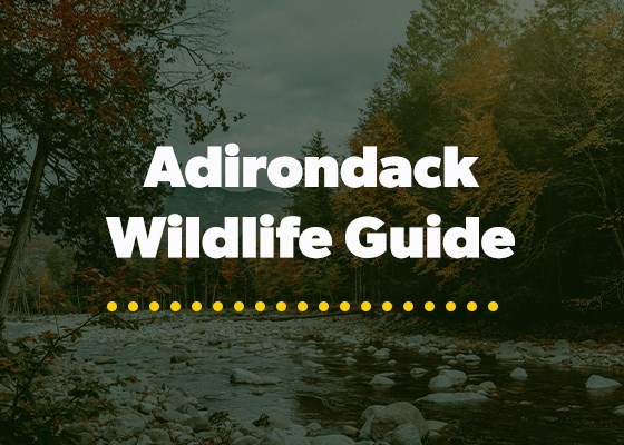 Adirondack Wildlife Guide
