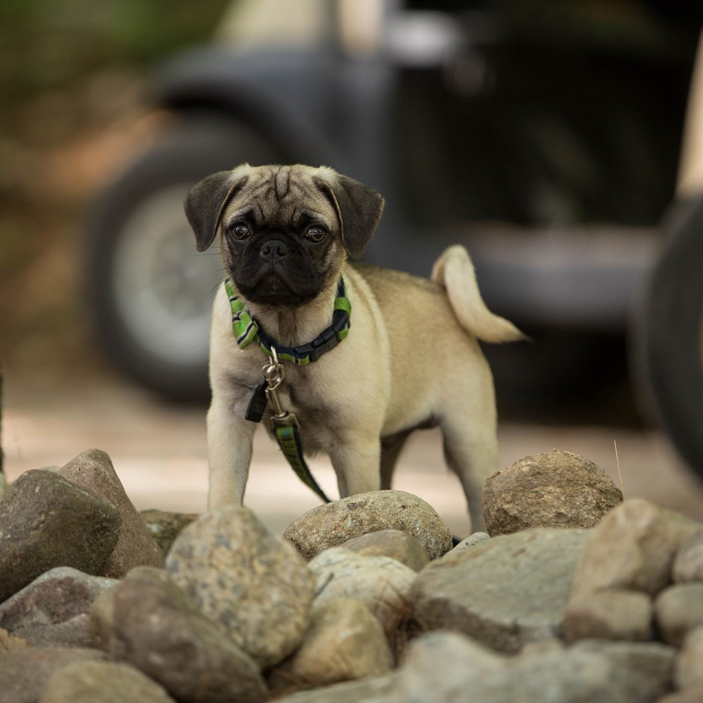 Top Pet-Friendly Spots in the Adirondacks