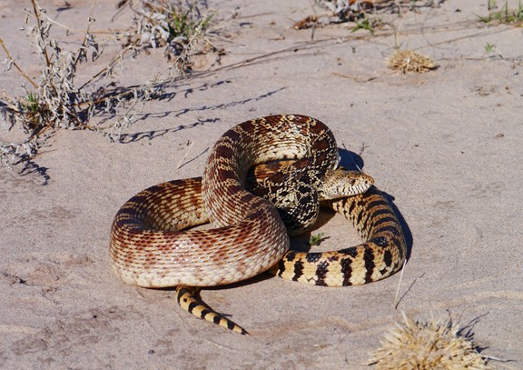 Las Cruces Museum of Nature & Science