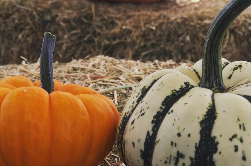 Mesilla Valley Maze Photo