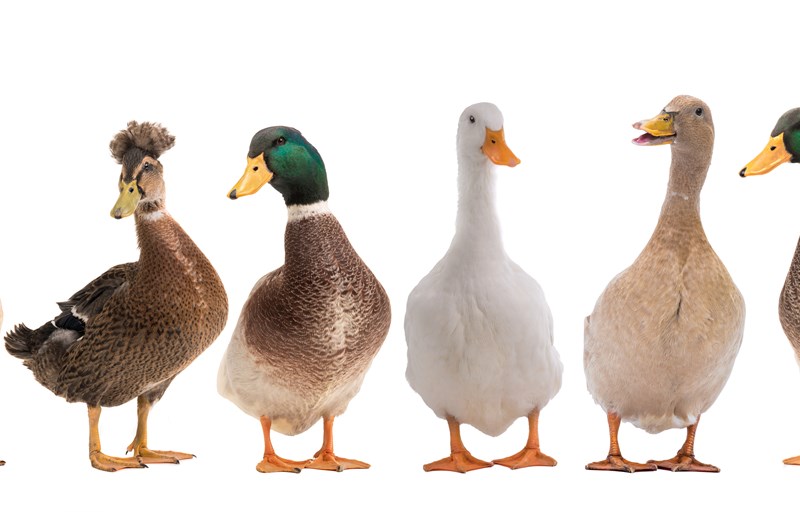 Deming Great American Duck Race Photo