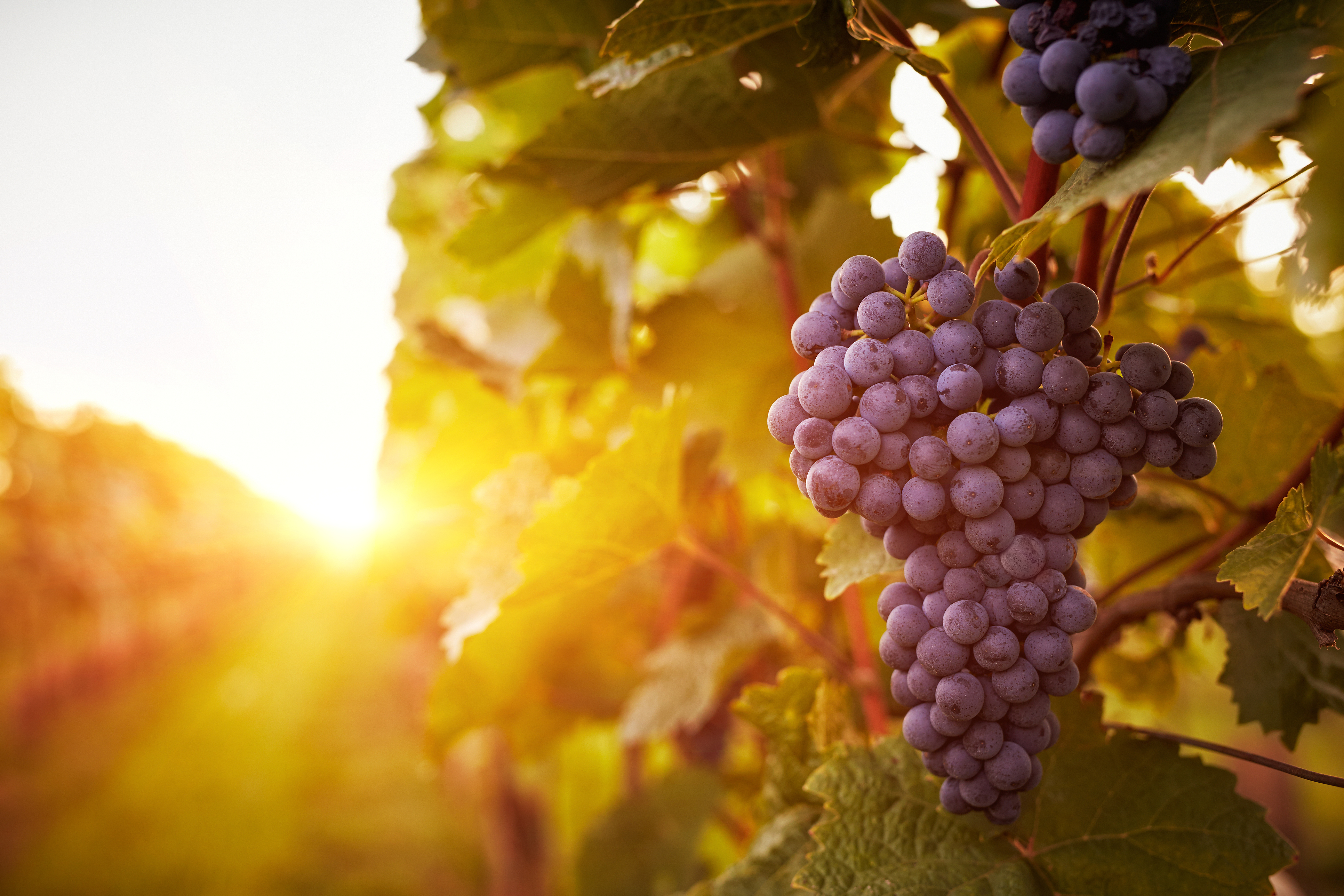 La Vina Winery Fall Harvest Wine Festival Photo