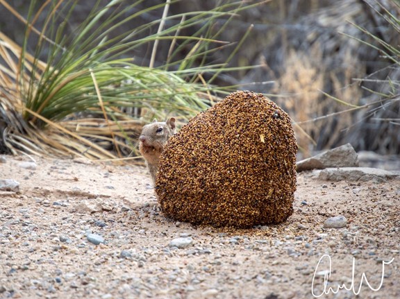 "Local" Squirrel