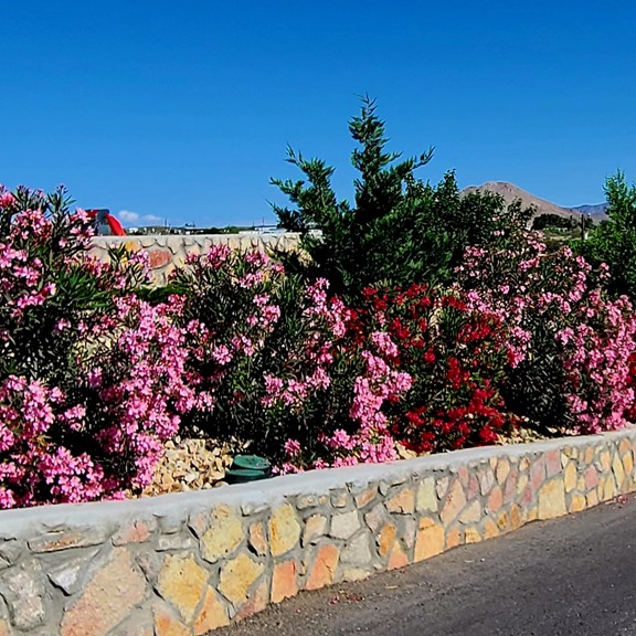 Oleander Plants