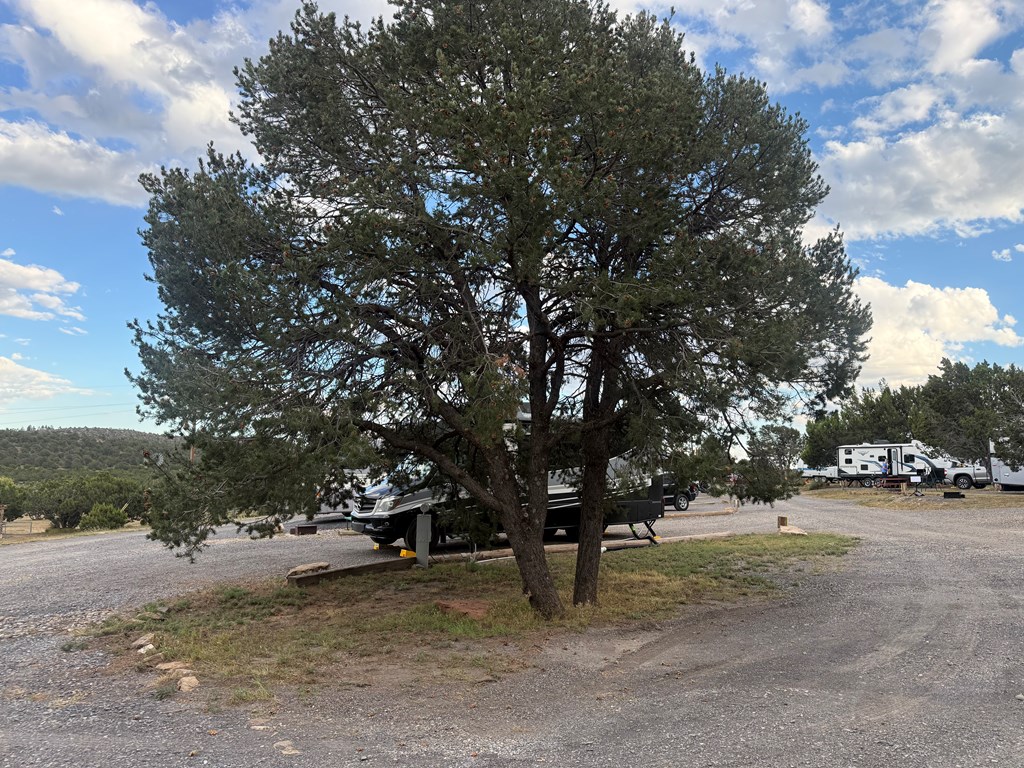 Pinon Nuts: New Mexico's Hidden Treasure