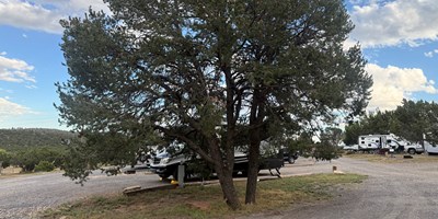 Pinon Nuts: New Mexico's Hidden Treasure