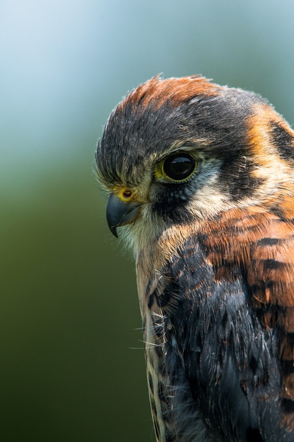 Alberta Bird's of Prey Center
