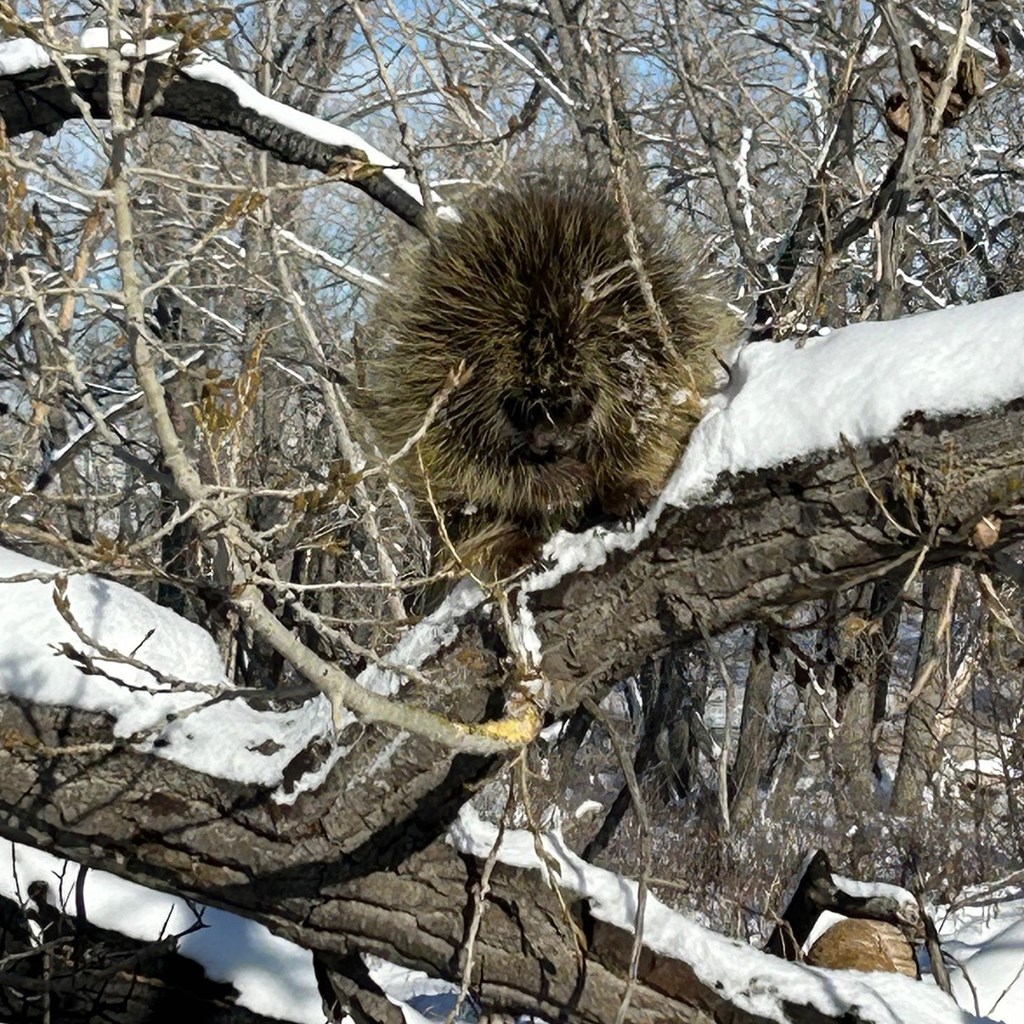 Wildlife in our Park