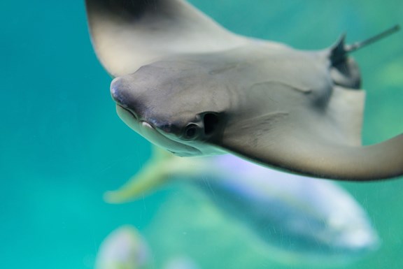Oregon Coast Aquarium