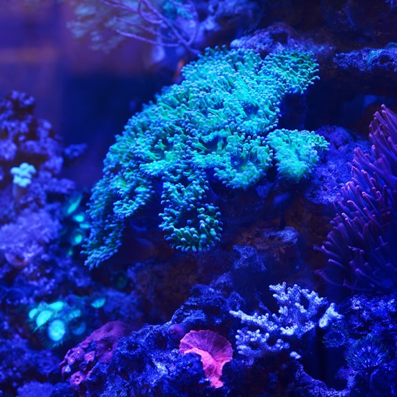 Oregon State University - Hatfield Marine Science Center