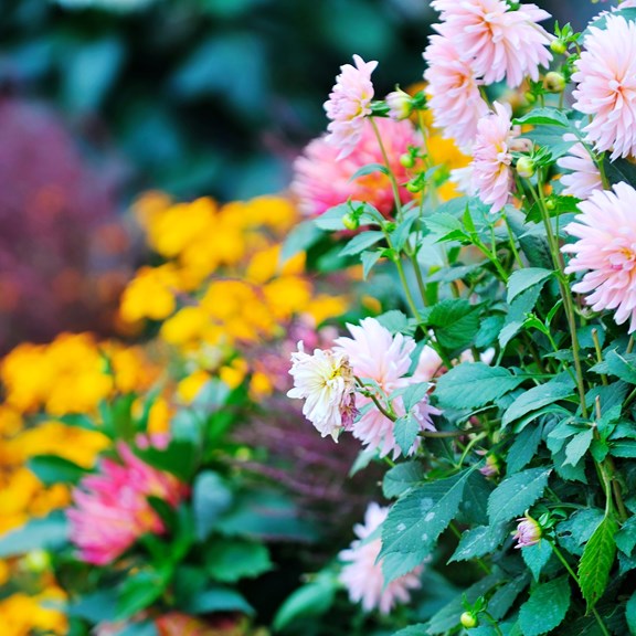 Connie Hansen Garden Conservancy