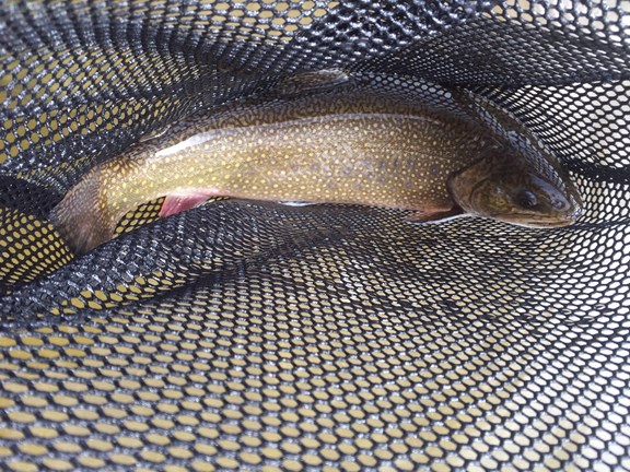 Trout fishing anyone?