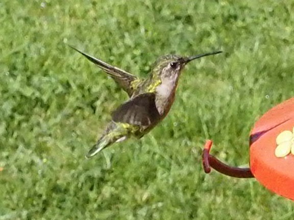 Bird watching