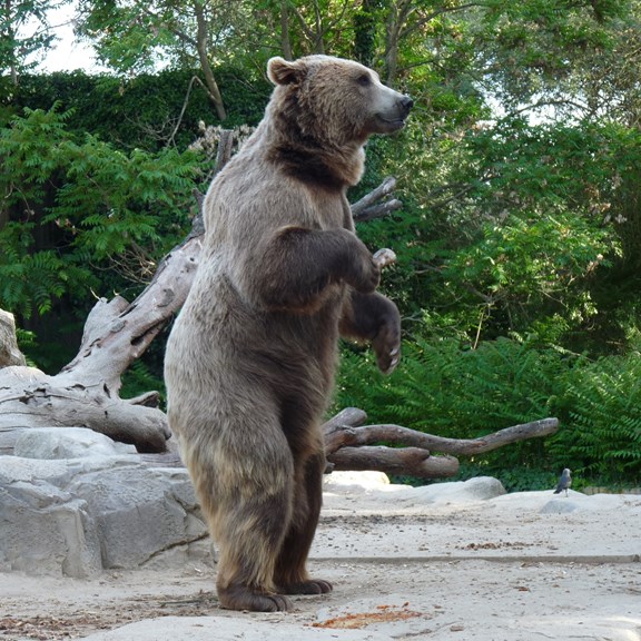 Montana Grizzly Encounter
