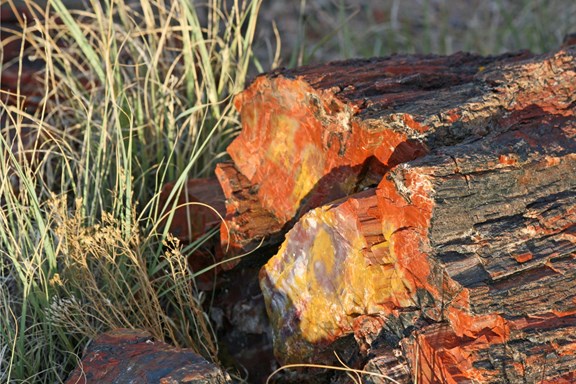 Gallatin Petrified Forest Interpretive Trail