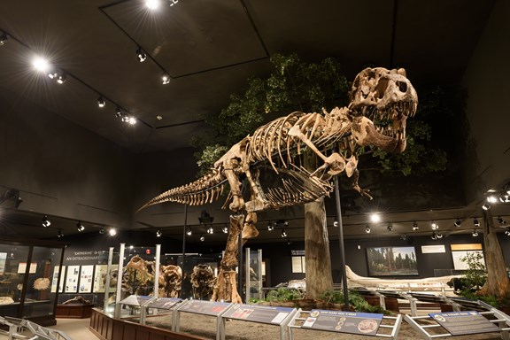 Museum of the Rockies