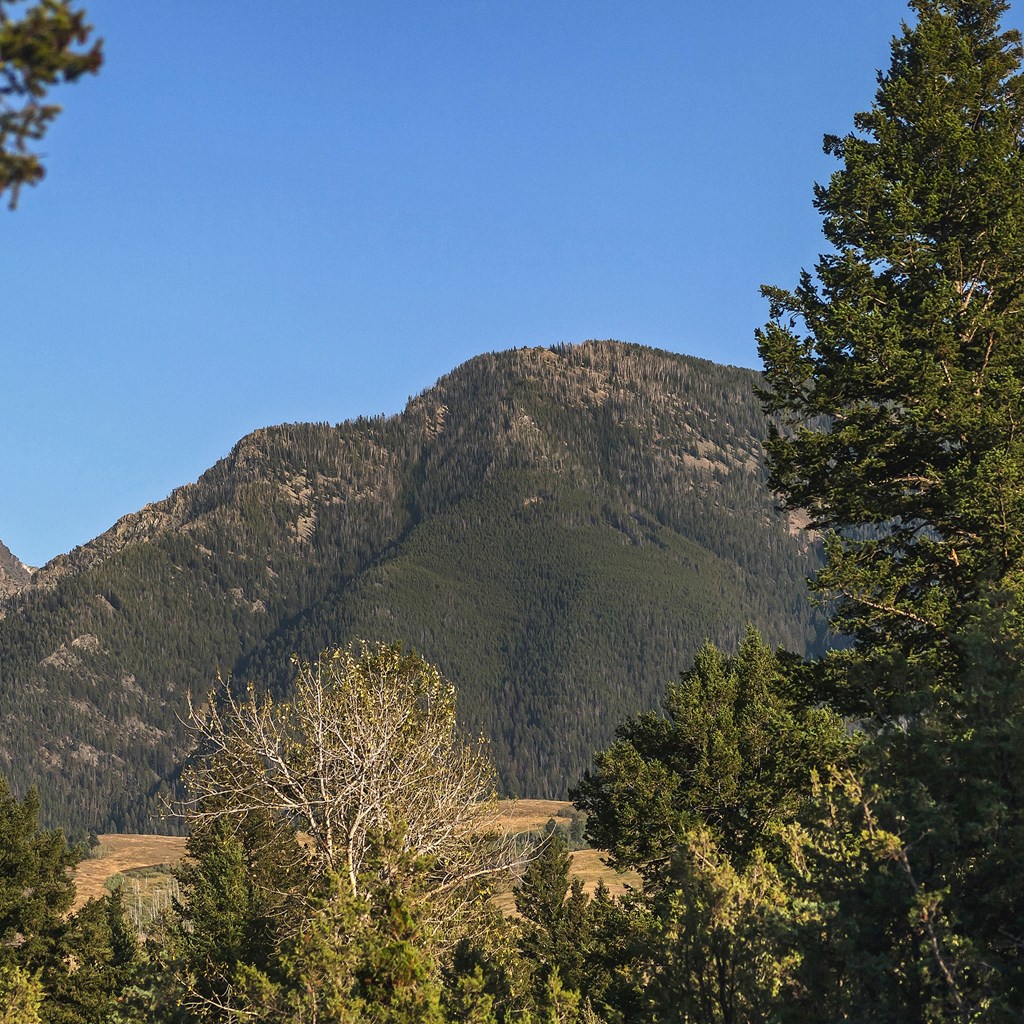 The Local Wildlife in Yellowstone National Park