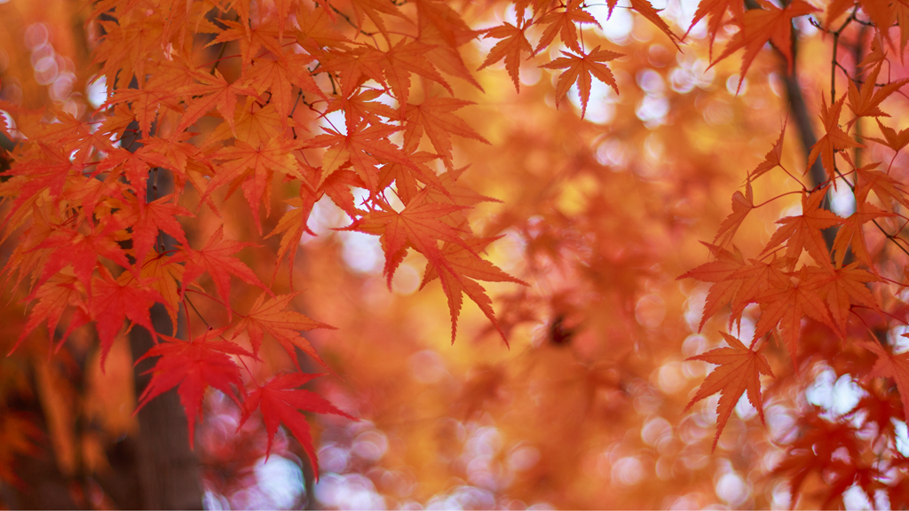Leaf Peeping in Livingston