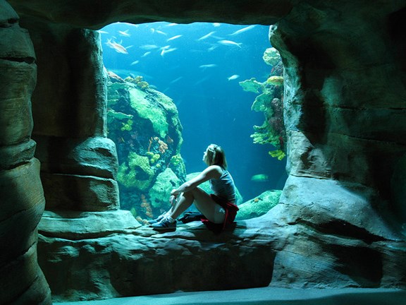 Tennessee Aquarium