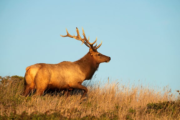Tule Elk State Reserve