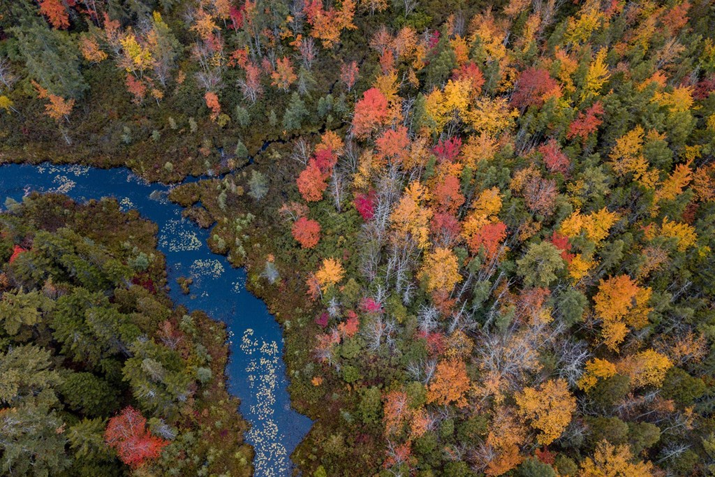 The Ultimate Guide to Leaf Peeping in Louisville, KY