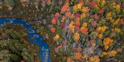 The Ultimate Guide to Leaf Peeping in Louisville, KY