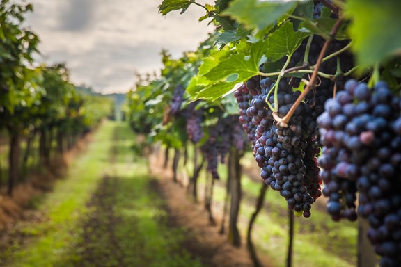Stephens Vineyard & Winery