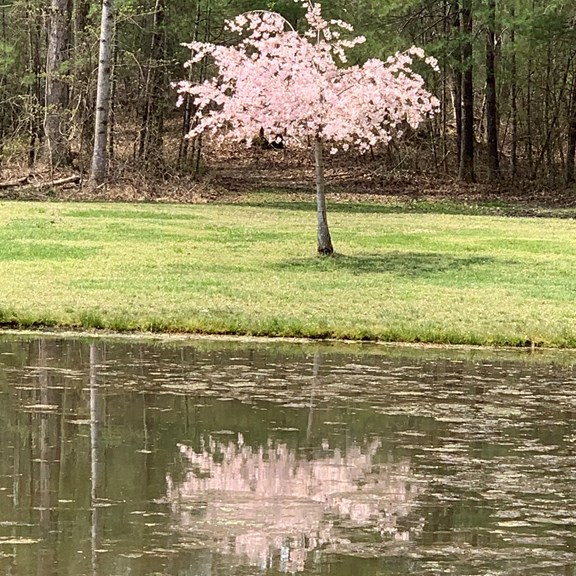 Fishing pond