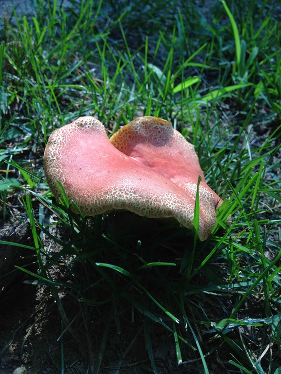 Which mushroom is this?