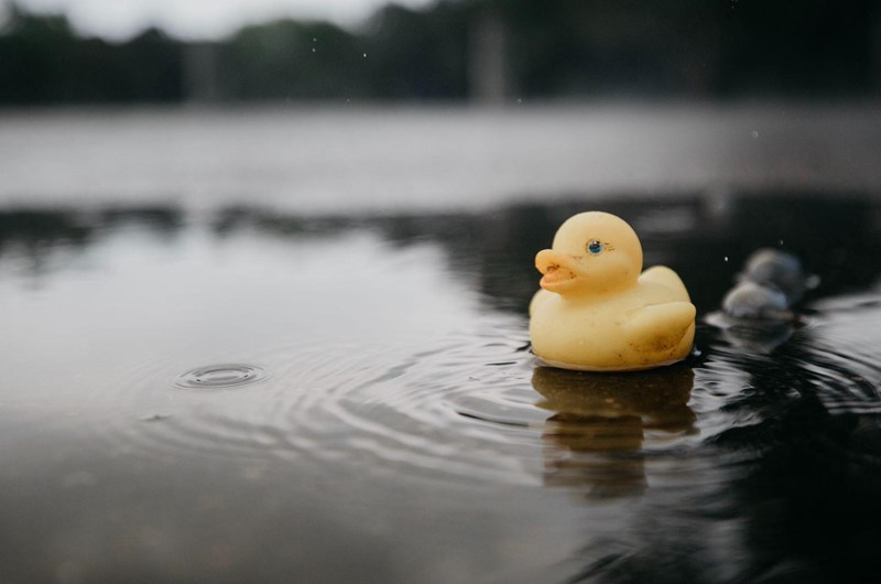 Rubber duck derby Photo