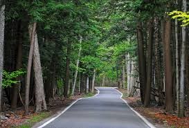 Tunnel of Trees