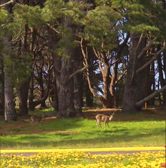 Wildlife Visits