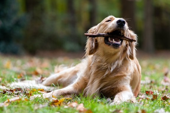 KampK9® Dog Park