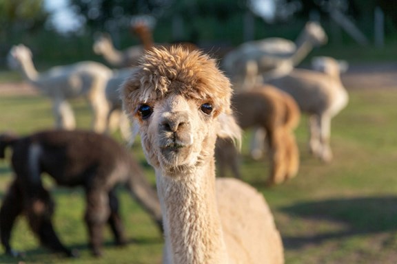 Rolling Oak Alpaca Ranch