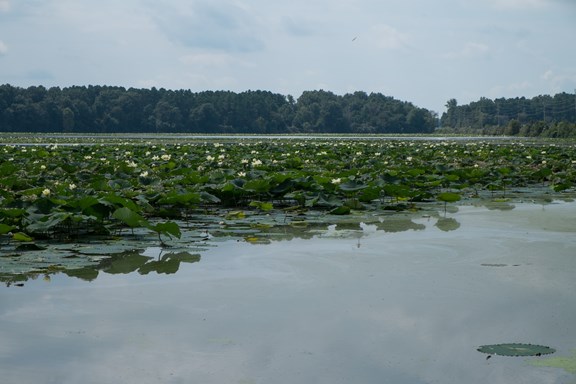 Crab Orchard Lake