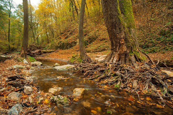 Cypress Creek National Wildlife Refuge
