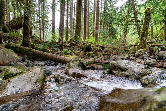 Bell Smith Springs