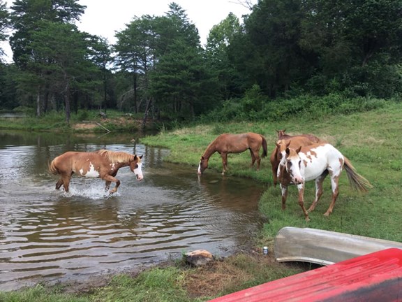 Lake Glendale Stables