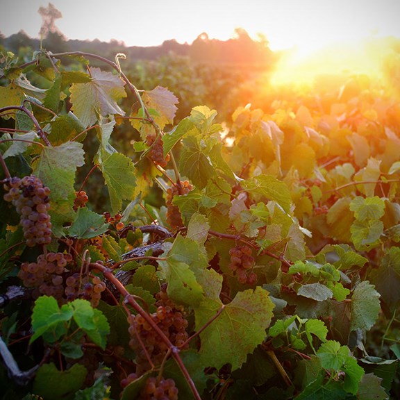 Kite Hill Vineyards