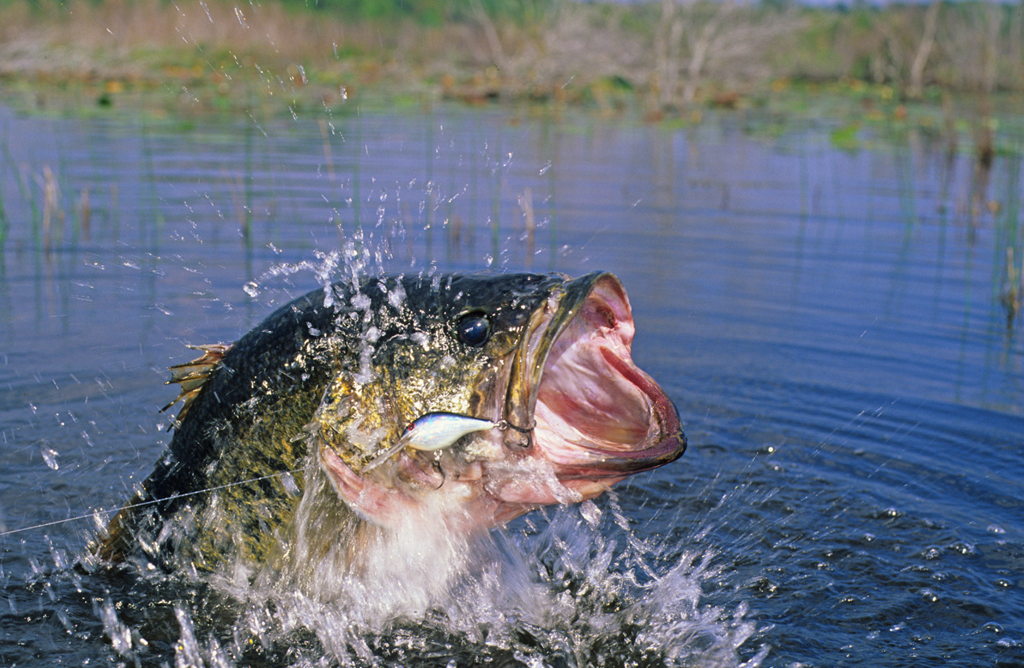 Your Lake of Egypt Fishing Guide