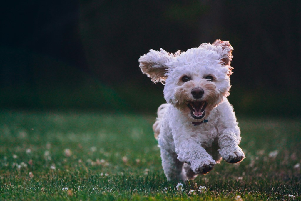 Exploring McKinney, TX: A Dog-Friendly Adventure